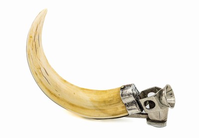 Zigarrenabschneider, deutsch, 925er Silbermontur, wohl Hauer vom Warzenschwein, L.ca. 12 cm