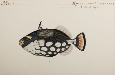 8 Grafiken mit Fischdarstellungen, um 1900, davon 6 Farblithos mit japanischer und englischer Beschriftung, je ca. 32x46cm, PP, u.Gl., R., ca. ...