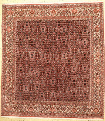 Bidjar fein, Persien, ca. 50 Jahre, Korkwolle auf Baumwolle, ca. 225 x 204 cm, EHZ: 1-2