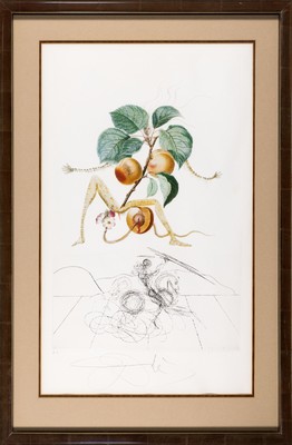 Salvador Dali, 1904-1989, "Abricot chevalier", 1969/70, aus Floradali (Les Fruits), Ed. E.A. aus geringer Auflage, Kaltnadelradierung über ...