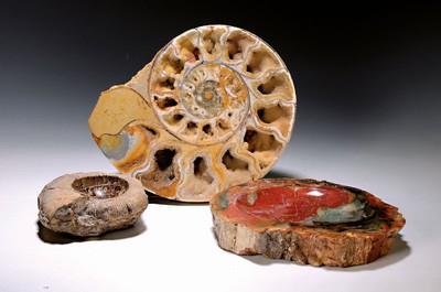 3 Versteinerungen/Fossilien, a) Schale aus versteinertem Holz, Oberfläche poliert, Seiten und Boden belassen, ca. 4.5x27.5x24cm; Ammonit, mit ...