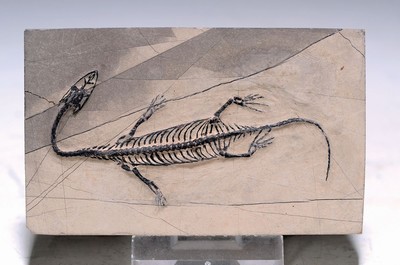 Schwimmsaurier-Baby, "Keichousaurus Hui" (Notholsaurus), Guizhou-Provinz China, 220 Mio. J.alt, perfekt erhaltenes Jungtier 10 cm mit ...