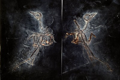 Fund einer Ralle aus der berühmten Grube Messel, "Messelornis Cristata" bei der "Positiv" und "Negativ" erhalten sind ...