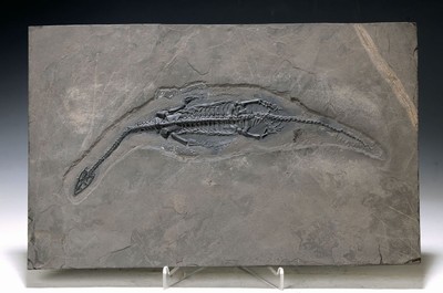 Keichousaurus-Hui (Nothosaurus), Guizhou- Provinz, China, 220 Mio. Jahre alt, perfekt erhaltenes Männchen 27 cm, filigrane schöne Details der ...