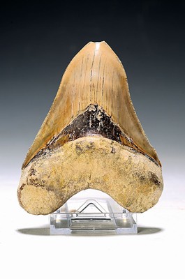 Prächtiger, sehr grosser u. schwerer prähistorischer Haifischzahn "Carcharodon megalodon", Indonesien, Chikalong Wet Java, 16-20 Mio. J. ...