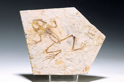 Besonders seltener, großer fossiler Frosch "Gerobatrachus baoshanensis", Unterkreide, ca. 100-145 Mio. J. alt, 15x12 cm, 410g, sehr gute ...
