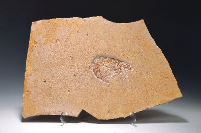 Fossilplatte mit Languste/Garnele, Solnhofer Schiefer, ca. 150 Mio. Jahre alt, Aeger tipularis, rest., ca. 36x 55 cm Fossil: 9 x 14.5 cm