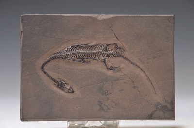 Schwimmsaurier-Baby: Keichousaurus Hui (Nothosaurus), Guizhou-Province China, 220 Mio. J. alt, perfekt erhaltenes Jungtier, 14 cm, mit filigranen u. ...
