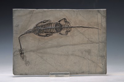 Schwimmsaurier: Keichousaurus Hui (Nothosaurus), Guizhou Province China, 220 Mio. J. alt, perfekt erhaltenes Männchen 22 cm, mit filigranen u. ...
