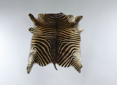 Zebrafell, Sahara, 20. Jh., ca. 190x180cm, Gebrauchsspuren