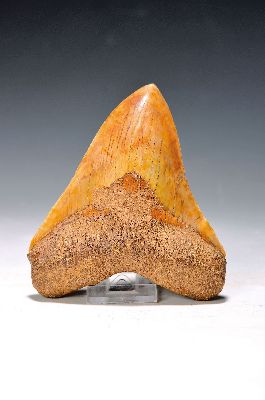 Prächtiger und einer der größten u. schwersten jemals gefundenen Haifischzähne "Carcharodon megalodon", Indonesien, Chikalong West ...