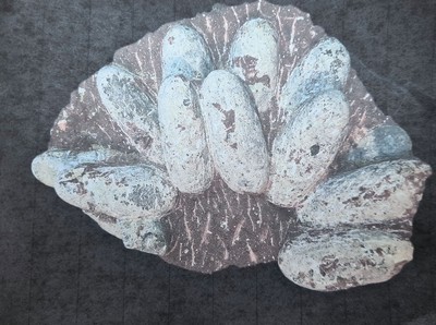 Großes Gelege mit 13 Dinosauriereiern von Oviraptor ("Philoceraptops") auf Steinplatte 55 x 40 x 2 cm,52 kg, China Henan Trias - ...