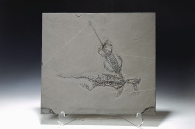 Schwimmsaurier-Pärchen "Keichousaurus-Hui (Nothosaurus auf einer Platte, Guizhou- Provinz, China, 220 Mio. J. alt, perfekt erhaltenes Weibchen ...
