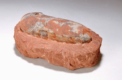 Längliche Dinosauriereier von Oviraptor ("Philoceraptops") auf Steinplatte China Henan Trias - Kreidezeit, ovale Eier sind seltener als ...