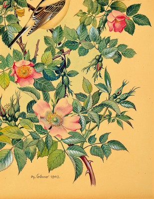 Philipp Gönner, 1879-1954, zwei Aquarelle: Wenn die Heckenrosen blühen und Notzeit, feine detaillierte Aquarelle mit Darst. von Gartenvögel in ...