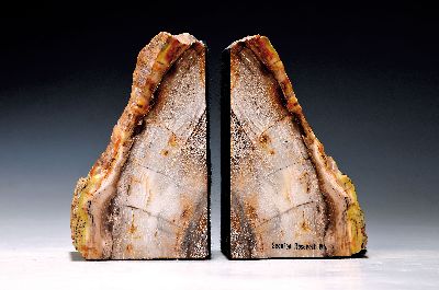 Paar Buchstützen aus versteinertem Holz, Sequoia, USA, geschliffen und poliert, H. je 16 cm