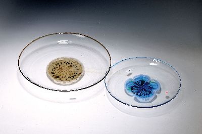 2 vetro a macchie-Glasplatten, Cenedese, Murano, wohl Musterstücke, farbloses Glas, blaue bzw. erdfarbene Einschmelzungen, D. 30/37 cm, am Boden ...