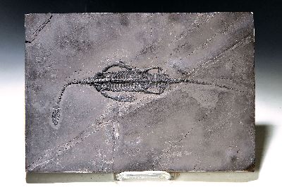 Sehr großer perfekt erhaltener und filigraner Schwimmsaurier Keichousaurus Hui, Young 1958 (diapsides Reptil), Guanglin, Provinz Guizhou, China, ...
