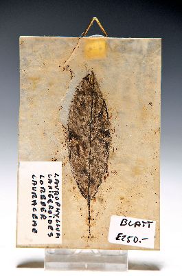 Seltenes Lorbeerblatt "Lauraceae" "Laurophyllum Laniceroides" aus der Grube Messel, ca. 49 Mio. Jahre alt, bestens erhalten, ...
