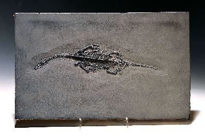 Keichosarus Hui, 21 cm, Platte 23,5 x 17,5 cm Guanglin, Provinz Guizhou China, Huxia- Formation, Untertrisas, Spathium (-242 Mio. Jahre), perfekt und ...