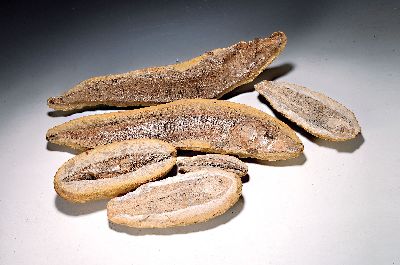 Sechs Schlammfische, ca. 100 Mio Jahre alt, teilweise sichtbare Chitinhaut, dreimal mit Negativ, versch. Gesamtlängen ca. 13.5-49 cm