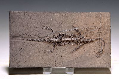 Schwimmsaurier "Keichousaurus Hui" (Nothosaurus), Guizhou-Provinz China, 220 Mio. J. alt, perfekt erhaltenes Weibchen 12 cm mit filigranen ...