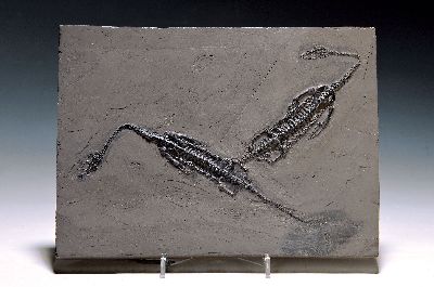 Schwimmsaurier-Paar Keichousaurs Hui" (Nothosaurus), Guizhou-Provinz China, 220 Mio. J. alt, perfekt erhaltenes Weibchen 21 cm u. Männchen 23 ...