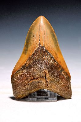 Haifischzahn, Authentischer Carcharocles- Megalodon-Zahn aus North Carolina in den USA, hochwertiger Megalodon-Zahn mit guter Spitze, Zacken und ...