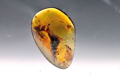 Honigfarbener Bernstein mit sehr seltenen Dino-Vogel Federn, Burma, Myanmar, Kreide, 145-66 Mio. J. alt, viele filigrane u. feinste Verästelungen u. ...