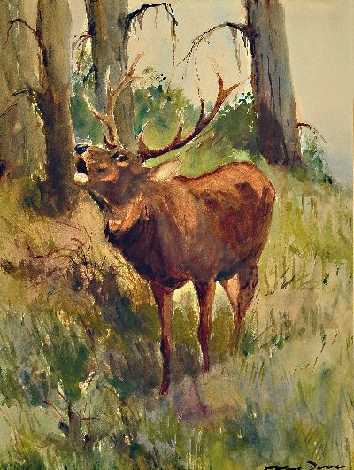 Otto Dill, 1884 Neustadt-1957 Bad Dürkheim, röhrender Hirsch, Aquarell auf Papier, re. u. signiert, ca. PP-Ausschnitt 41 x 30cm, unter Glas ...