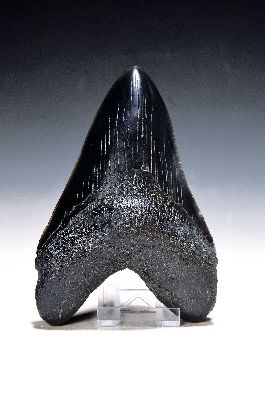 Prächtiger und einer der größten Haifischzähne, Megalodon, Indonesien, ca. 16.-20. Mio Jahre alt, Neogen Miozähn, schwarze Färbung, nicht ...