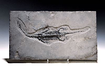 Keichusaurus hui (Nothosaurus), Guanglin, Provinz Guizhou China, Huxia-Formation, Untertrias, Spathium (-242 Mio.J.), dieses perfekte, grosse, ...