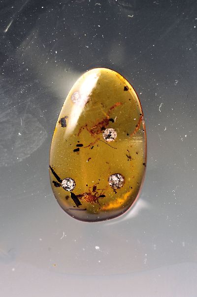 Skorpion "Chaerilobuthus" in einem ovalen SCHMUCK-Stein 1,8 x 1,1 cm, klarer honigfarbener ovaler Bernstein mit einem großen sehr gut ...
