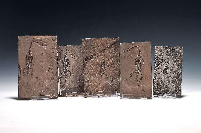 5 weibliche Keichousaurus-Babies, 8 - 13 cm, Kweichow (heute Provinz Guizhou) in China, wo 1957 das erste Fossil entdeckt wurde Trias (251,9 - 201,3 ...