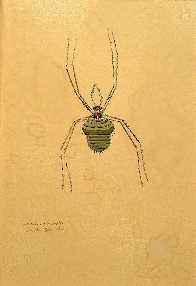 Walter Spies, 1895 Moskau-1942, 2 Aquarelle, "arachnei - arachneida" 1925 und "Africanus Phalangoid" 1925, entstanden während ...