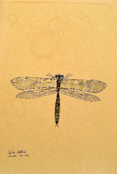 Walter Spies, 1895 Moskau-1942, 2 Aquarelle, "ordo miridae" 1925 und "Parlodes lilobeluda?" 1925, entstanden während des ...