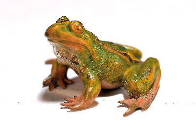 Wiener Bronze, signiert Franz Bergmann, Frosch, Bronze, farbig staffiert, hockender Laubfrosch, D. 7 cm