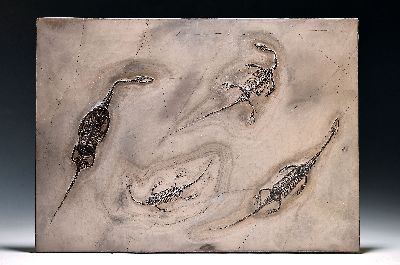 Vier Keichosaurus-Fosilien auf einer Platte, Mitteltriaszeit, China, Trias, Untertrias +251.9-247.2 Mio J.), jeder Drache misst ungefähr 25 cm, ca. ...