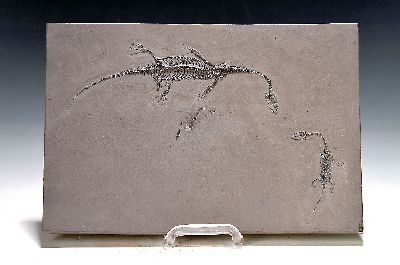 Zwei Keichosaurus-Fossilien Mutter und Tochter, Kweichow (heute Provinz Guizhou), China 220 Mio. Jahre alt, perfekt erhaltenes Weibchen betreut ...