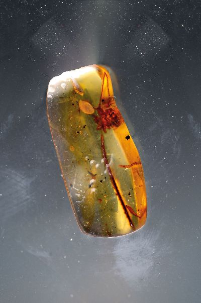 "CHIMEARACHNE", Spinne mit Schwanz aus dem Bernstein von Burma, 100 Mio Jahre alt, sensationeller Fund einer Spinne ca. 2.3 mm mit ca. 4 mm ...