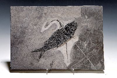 Fossil eines prähistorischen Fisches "Asialepidotus" u. Keichousaurus hui, Erdzeitalter: Mittlere bis Obere Trias (vor ca. 235-225 Mio ...