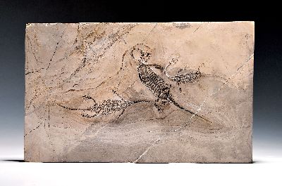 Drei Fossilien eines triassischen Meeresreptils, Guizhou, China, die große Platte bewahrt bemerkenswerterweise drei Keichousaurus hui in enger ...