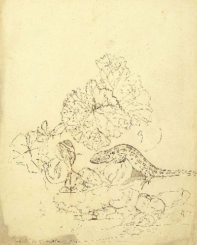Carl Wilhelm de Hamilton, auch Charles William de Hamilton, 1668 Brüssel-1754 Augsburg, Waldboden-Stillleben mit Eidechse, Tuschfederzeichnugn auf ...