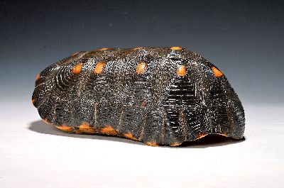 Panzer einer Waldschildkröte, ohne Bauchdecke, ca. 30x18x13cm, mit Vermarktung- Bescheinigung Regierungspräsidium Freiburg, kein Versand in Länder ...