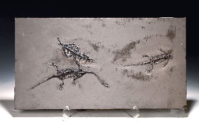 Große Platte mit drei Schwimmsauriern, Keichosaurus Hui (Nothosaurus), Guizhou- Provinz, China, Trias (252-247 Mio. J. alt), 2 Männchen (25cm) ...