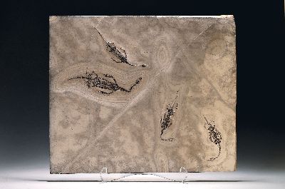 Platte mit vier Schwimmsauriern, Keichosaurus hui (Nothosaurus), Guizhou-Provinz China, Trias (252-247 Mio. J. alt), drei Männchen (25cm) u. ein ...
