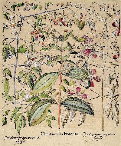 Basilius Besler, 1561-1929 Nürnberg: 2 Kupferstiche aus Hortus Eystettensis, wohl spätere Auflage um 1749/50, handkolorierte Kupferstiche, ...