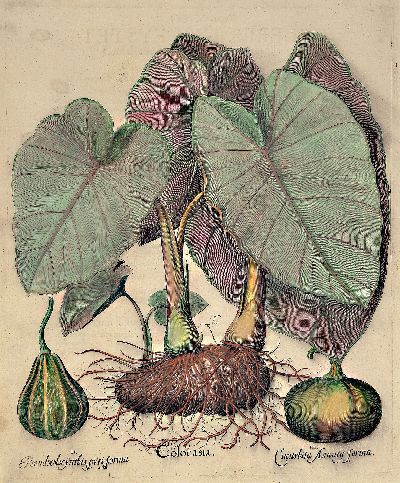 Basilius Besler, 1561-1929 Nürnberg: 2 Kupferstiche aus Hortus Eystettensis, wohl spätere Auflage um 1749/50, handkolorierte Kupferstiche, ...