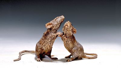 Grosses Rattenpaar, Wiener Bronze, sign. Franz Bergmann, bunt staffiert, ca. 7x12 cm