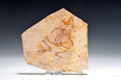 Fossil-Matrix- Genibatrachus baoshanensis, Provinz Liaoning, ca. 13 cm, seltener artikulierter fossiler Frosch Genibatrachus aus der Zeit der ...